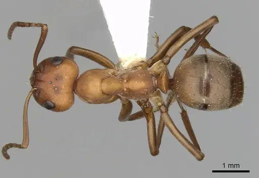 Formica subintegra specimen CASENT0280425 image casent0280425_1