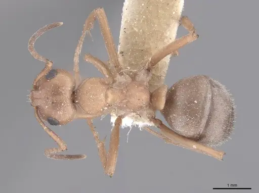 Formica subintegra specimen FMNHINS0000046519 image fmnhins0000046519_1