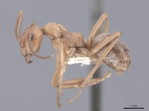 Formica subintegra specimen FMNHINS0000046519 image fmnhins0000046519_3