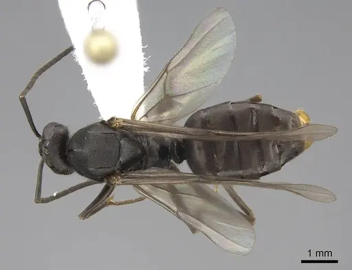 Formica subnitens specimen CASENT0843942 image casent0843942_1