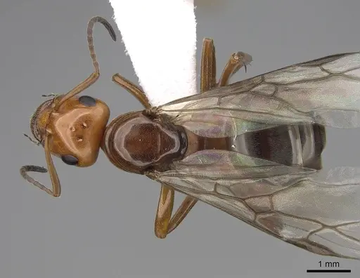 Formica subnitens specimen CASENT0843943 image casent0843943_1