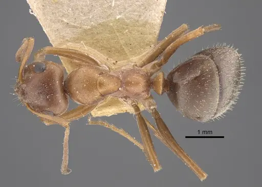Formica subpilosa specimen CASENT0917335 image casent0917335_1