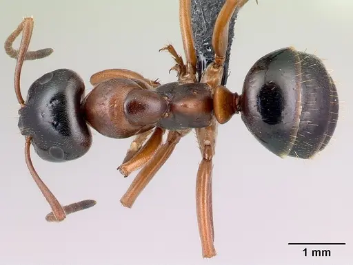Formica subpolita specimen CASENT0198942 image casent0198942_1