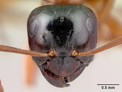 Formica subpolita specimen CASENT0198942 image casent0198942_2