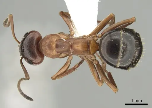 Formica subpolita specimen CASENT0280354 image casent0280354_1