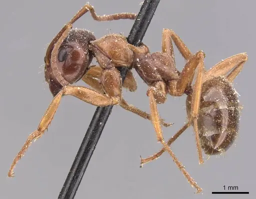 Formica subpolita specimen CASENT0905705 image casent0905705_3