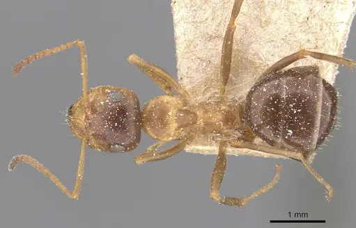 Formica subpolita specimen CASENT0912264 image casent0912264_1