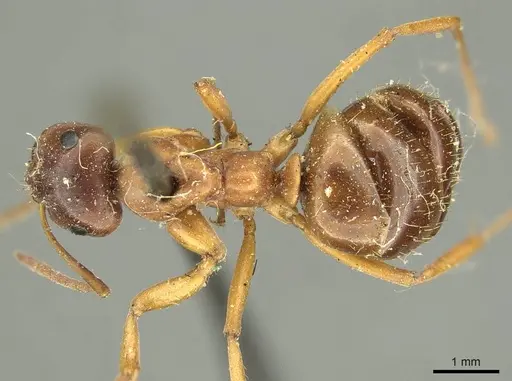 Formica subpolita specimen CASENT0915639 image casent0915639_1
