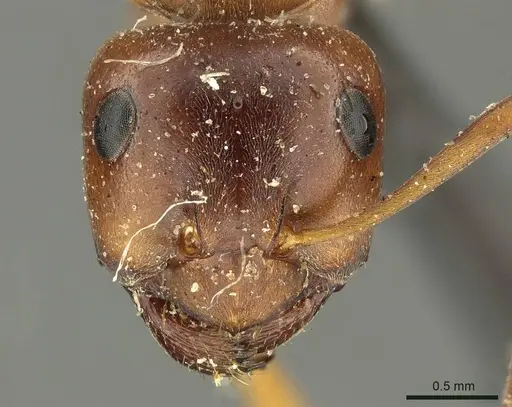 Formica subpolita specimen CASENT0915639 image casent0915639_2