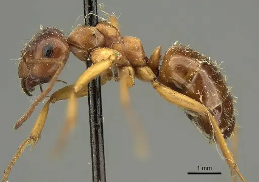 Formica subpolita specimen CASENT0915639 image casent0915639_3