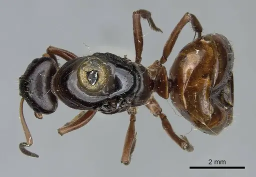Formica subpolita specimen CASENT0923053 image casent0923053_1