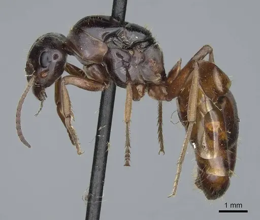Formica subpolita specimen CASENT0923053 image casent0923053_3