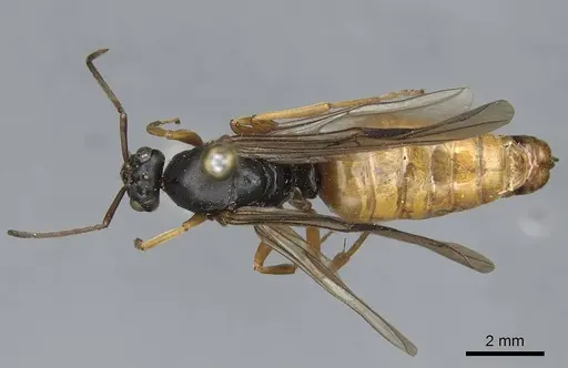 Formica subpolita specimen CASENT0923054 image casent0923054_1