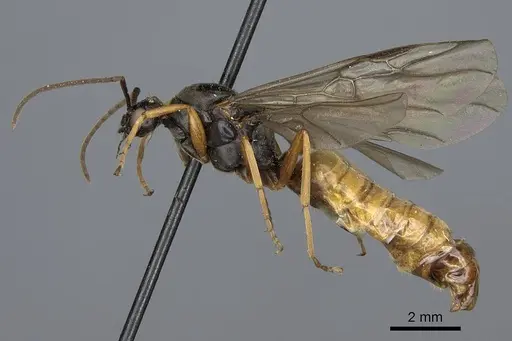 Formica subpolita specimen CASENT0923054 image casent0923054_3