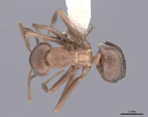 Formica subpolita specimen FMNHINS0000046424 image fmnhins0000046424_1
