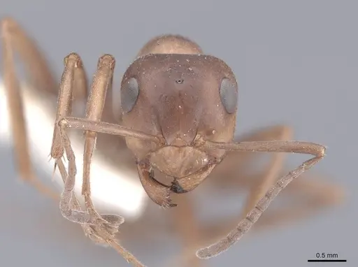 Formica subpolita specimen FMNHINS0000046424 image fmnhins0000046424_2