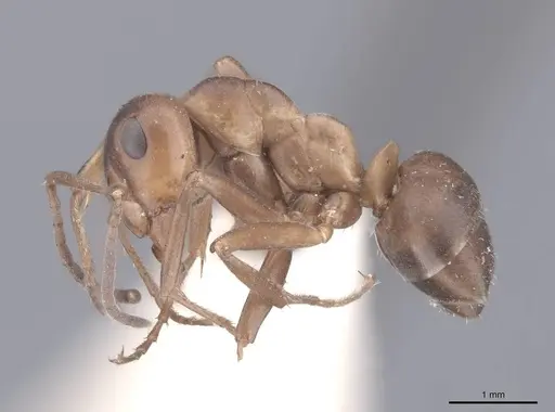 Formica subpolita specimen FMNHINS0000046424 image fmnhins0000046424_3