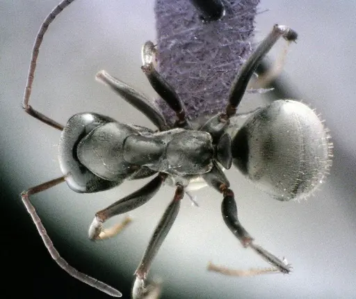 Formica subsericea specimen ANTWEB1041506 image antweb1041506_1