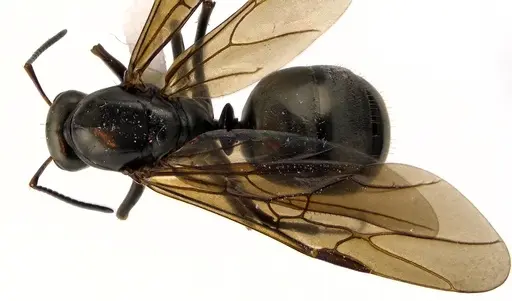 Formica subsericea specimen ANTWEB1041594 image antweb1041594_1