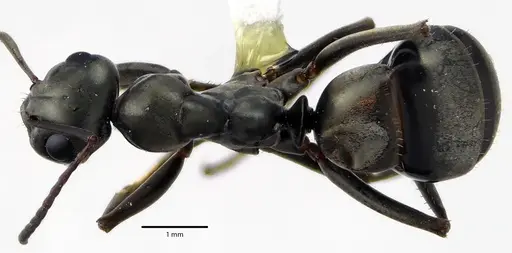 Formica subsericea specimen ANTWEB1041633 image antweb1041633_1