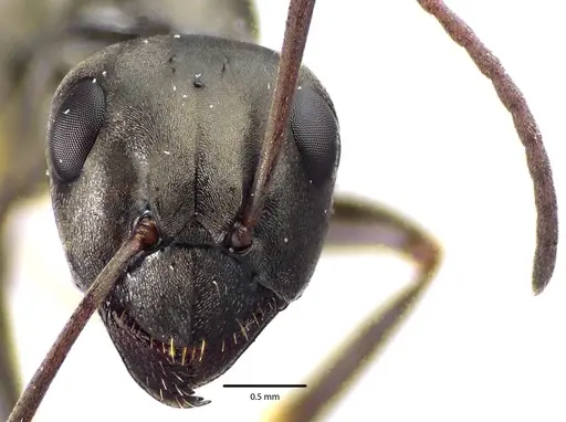 Formica subsericea specimen ANTWEB1041633 image antweb1041633_2