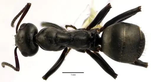 Formica subsericea specimen ANTWEB1041634 image antweb1041634_1