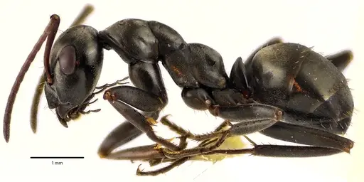 Formica subsericea specimen ANTWEB1041634 image antweb1041634_3