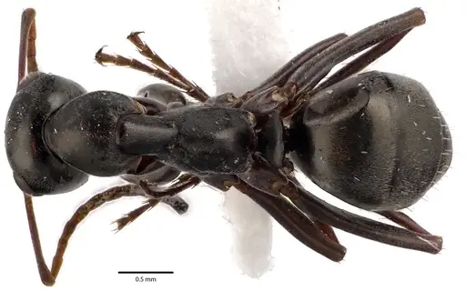 Formica subsericea specimen ANTWEB1041646 image antweb1041646_1