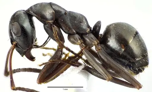 Formica subsericea specimen ANTWEB1041646 image antweb1041646_3