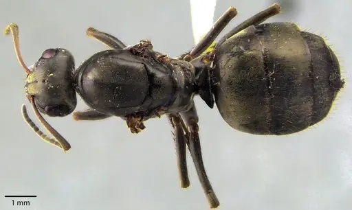 Formica subsericea specimen ANTWEB1041723 image antweb1041723_1