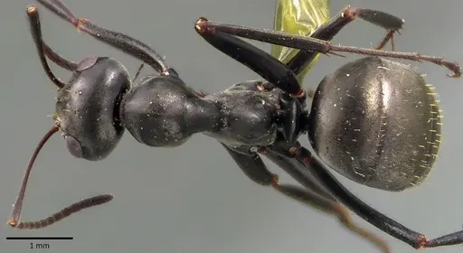 Formica subsericea specimen ANTWEB1041758 image antweb1041758_1