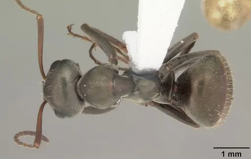 Formica subsericea specimen CASENT0103942 image casent0103942_1