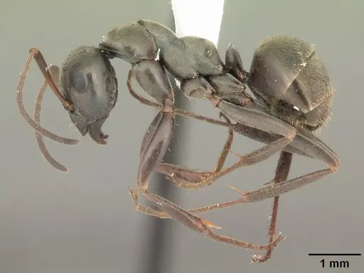 Formica subsericea specimen CASENT0103942 image casent0103942_3
