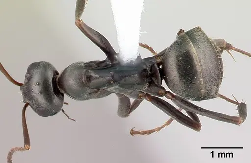 Formica subsericea specimen CASENT0179853 image casent0179853_1