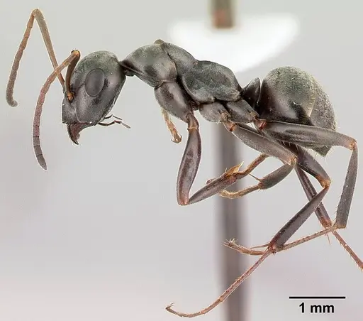 Formica subsericea specimen CASENT0179853 image casent0179853_3