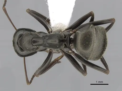 Formica subsericea specimen CASENT0280362 image casent0280362_1