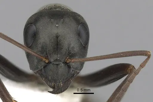 Formica subsericea specimen CASENT0280362 image casent0280362_2