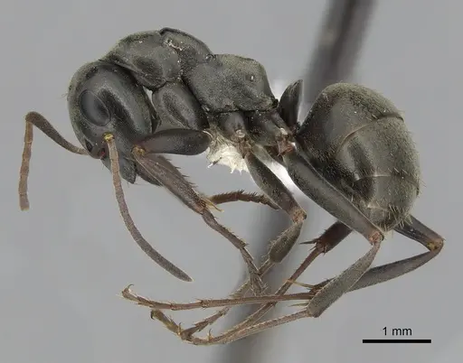 Formica subsericea specimen CASENT0280362 image casent0280362_3