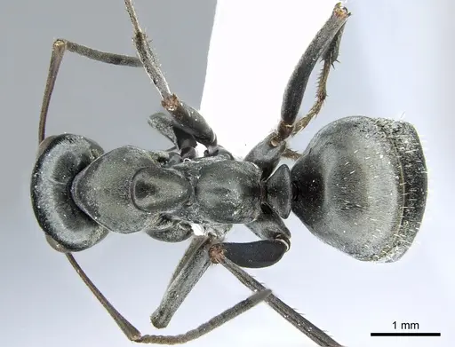 Formica subsericea specimen CASENT0281180 image casent0281180_1