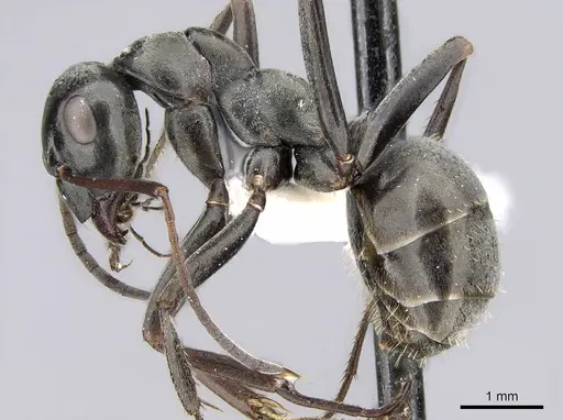 Formica subsericea specimen CASENT0281180 image casent0281180_3