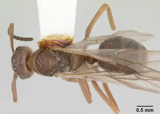 Formica talbotae specimen CASENT0103454 image casent0103454_1