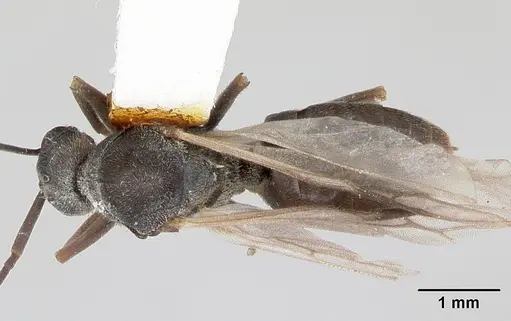 Formica talbotae specimen CASENT0103455 image casent0103455_1