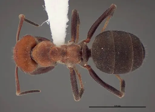 Formica talbotae specimen FMNHINS0000083071 image fmnhins0000083071_1