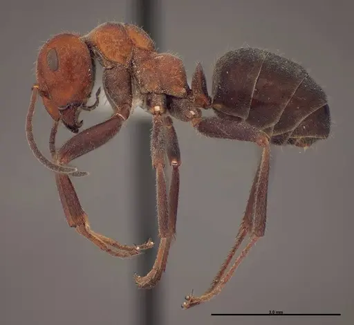 Formica talbotae specimen FMNHINS0000083071 image fmnhins0000083071_3