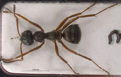Formica tianshanica specimen ANTWEB1008424 image antweb1008424_2