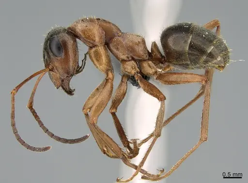 Formica transmontanis specimen CASENT0008604 image casent0008604_1
