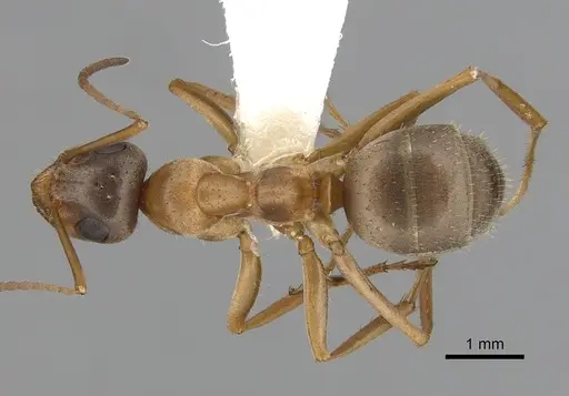Formica transmontanis specimen CASENT0280359 image casent0280359_1