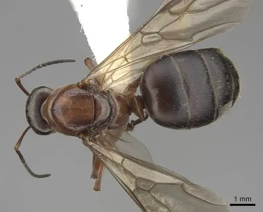 Formica transmontanis specimen CASENT0843945 image casent0843945_1