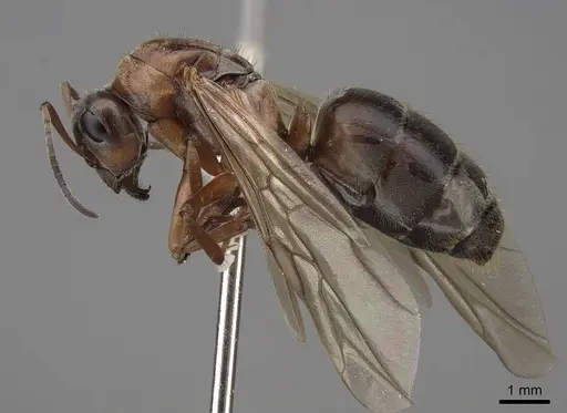 Formica transmontanis specimen CASENT0843945 image casent0843945_3