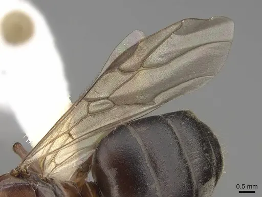 Formica transmontanis specimen CASENT0843945 image casent0843945_4